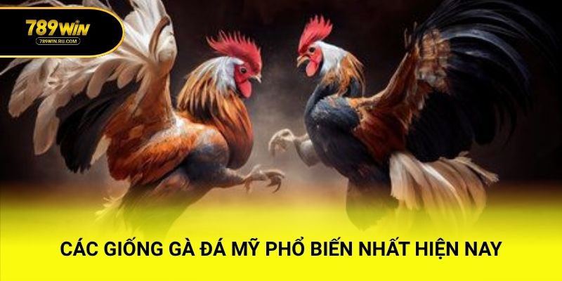 Các giống gà đá Mỹ phổ biến nhất hiện nay