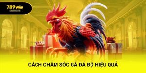Cách Chăm Sóc Gà Đá Độ Hiệu Quả – Sung Sức và Bền Bỉ Đấu