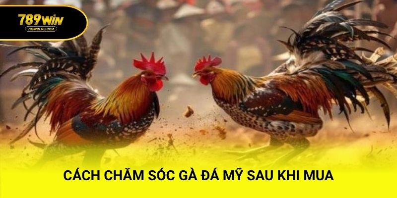 Cách chăm sóc gà đá Mỹ sau khi mua