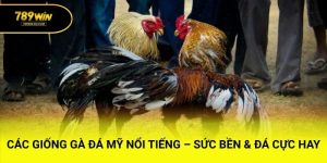 Cách kết hợp vảy với các yếu tố khác