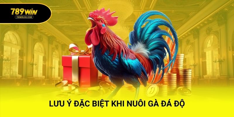 Lưu ý đặc biệt khi nuôi gà đá độ